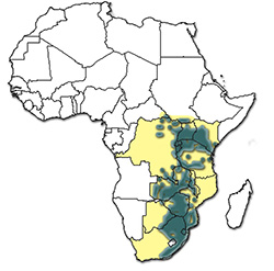 Distribution of Rhipicephalus appendiculatus